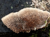Cerrena unicolor image