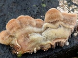 Cerrena unicolor image