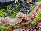 Cerrena unicolor image