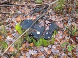 Cerrena unicolor image