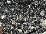 Rinodina bischoffii image
