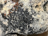 Rinodina bischoffii image
