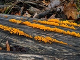 Dacryopinax spathularia image