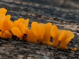 Dacryopinax spathularia image