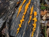 Dacryopinax spathularia image