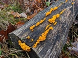 Dacryopinax spathularia image