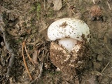 Amanita pseudovolvata image