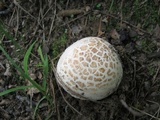 Amanita pseudovolvata image