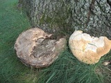 Inonotus dryadeus image