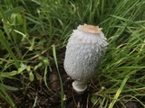 Coprinus vosoustii image