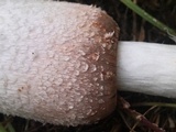 Coprinus vosoustii image
