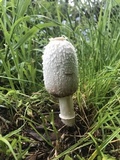 Coprinus vosoustii image
