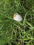 Coprinus vosoustii image