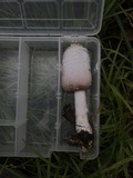 Coprinus vosoustii image