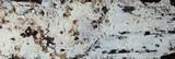 Kneiffiella alienata image