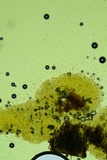 Kneiffiella alienata image