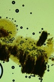 Kneiffiella alienata image
