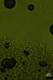 Kneiffiella alienata image