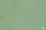 Kneiffiella alienata image