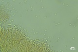 Kneiffiella alienata image
