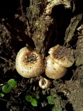 Lentinus tigrinus image