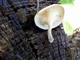 Lentinus tigrinus image