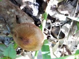 Conocybe aporos image