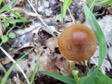 Conocybe aporos image