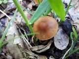 Conocybe aporos image