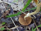 Conocybe aporos image