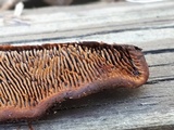 Gloeophyllum sepiarium image