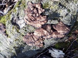 Daedaleopsis tricolor image