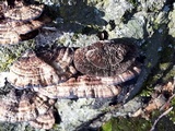 Daedaleopsis tricolor image