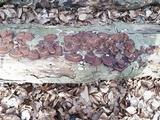 Daedaleopsis tricolor image
