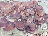 Daedaleopsis tricolor image