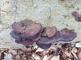 Daedaleopsis tricolor image