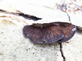 Daedaleopsis tricolor image