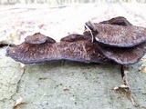 Daedaleopsis tricolor image
