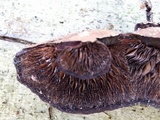 Daedaleopsis tricolor image