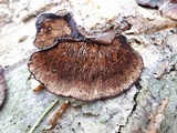 Daedaleopsis tricolor image