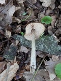 Entoloma hirtipes image