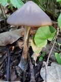 Entoloma hirtipes image