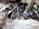 Entoloma hirtipes image