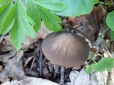 Entoloma hirtipes image