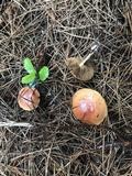 Pholiota decorata image