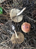 Pholiota decorata image