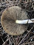 Pholiota decorata image
