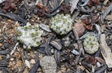 Texosporium sancti-jacobi image