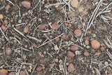 Texosporium sancti-jacobi image