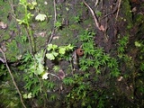 Plectania melastoma image